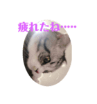 蘭丸まる  8（個別スタンプ：3）