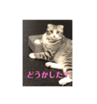 蘭丸まる  8（個別スタンプ：5）
