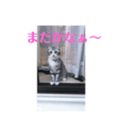蘭丸まる  8（個別スタンプ：6）