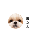 ももちゃんの使いやすい言葉（個別スタンプ：1）