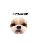ももちゃんの使いやすい言葉（個別スタンプ：3）