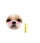 ももちゃんの使いやすい言葉（個別スタンプ：33）