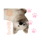 グレートピレニーズ *さだはる【Part1】（個別スタンプ：2）