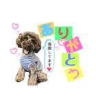 シュナウザー(ニコル)（個別スタンプ：3）