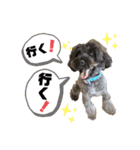 シュナウザー(ニコル)（個別スタンプ：7）