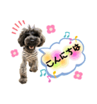 シュナウザー(ニコル)（個別スタンプ：9）