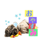 シュナウザー(ニコル)（個別スタンプ：10）