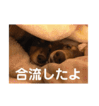 れおんとかいりの特盛（個別スタンプ：24）