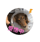 れおんとかいりの特盛（個別スタンプ：26）