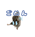 我が家のるな2（個別スタンプ：2）