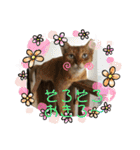 caesaru（個別スタンプ：16）