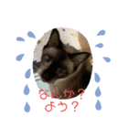 caesaru（個別スタンプ：23）