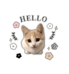 まんちかんのこむぎ2（個別スタンプ：1）