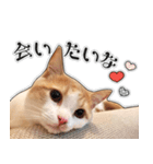 まんちかんのこむぎ2（個別スタンプ：4）