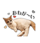 まんちかんのこむぎ2（個別スタンプ：5）
