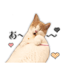 まんちかんのこむぎ2（個別スタンプ：13）