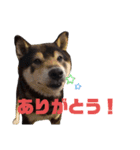 うちのオハナ第二弾（個別スタンプ：12）
