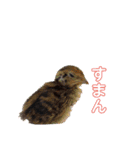 うちのオハナ第二弾（個別スタンプ：38）