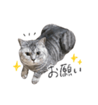 ねこのまるくんスタンプ3（個別スタンプ：1）