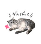 ねこのまるくんスタンプ3（個別スタンプ：2）