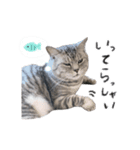 ねこのまるくんスタンプ3（個別スタンプ：3）