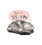 ねこのまるくんスタンプ3（個別スタンプ：5）