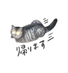ねこのまるくんスタンプ3（個別スタンプ：6）