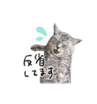 ねこのまるくんスタンプ3（個別スタンプ：7）