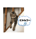 トリーズ＆ネコーズ 3（個別スタンプ：1）