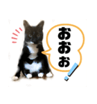 トリーズ＆ネコーズ 3（個別スタンプ：2）