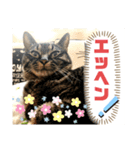 トリーズ＆ネコーズ 3（個別スタンプ：4）