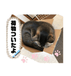 トリーズ＆ネコーズ 3（個別スタンプ：6）