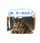 トリーズ＆ネコーズ 3（個別スタンプ：7）