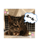 トリーズ＆ネコーズ 3（個別スタンプ：9）