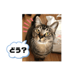 トリーズ＆ネコーズ 3（個別スタンプ：11）