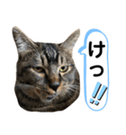 トリーズ＆ネコーズ 3（個別スタンプ：14）