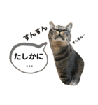 トリーズ＆ネコーズ 3（個別スタンプ：16）