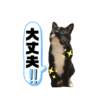 トリーズ＆ネコーズ 3（個別スタンプ：19）
