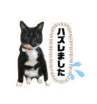トリーズ＆ネコーズ 3（個別スタンプ：20）