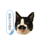 トリーズ＆ネコーズ 3（個別スタンプ：24）