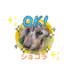 都会の男 ショコラ（個別スタンプ：10）