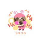 都会の男 ショコラ（個別スタンプ：16）