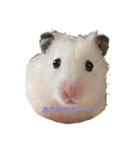 ゴーゴーハムズ！！（個別スタンプ：1）