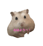 ゴーゴーハムズ！！（個別スタンプ：3）