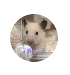 ゴーゴーハムズ！！（個別スタンプ：4）