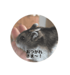 ゴーゴーハムズ！！（個別スタンプ：8）