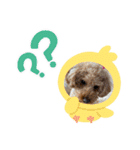 おうちごはん美なみ看板犬クッキー3（個別スタンプ：2）