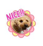 おうちごはん美なみ看板犬クッキー3（個別スタンプ：3）