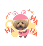 おうちごはん美なみ看板犬クッキー3（個別スタンプ：5）