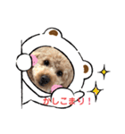 おうちごはん美なみ看板犬クッキー3（個別スタンプ：12）